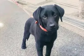 9岁老狗退休后再遇小主人，萌娃长成少女，狗狗一眼就认出她图片