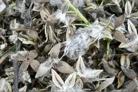 杨絮飘飞如下雪 弥天盖地讨人嫌：“春天到夏天的烦恼”何时能远离市民？图片