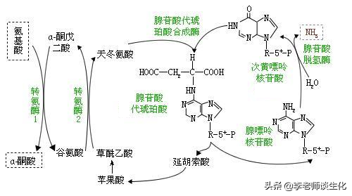 氨基酸的转氨、联合脱氨与脱酰胺作用