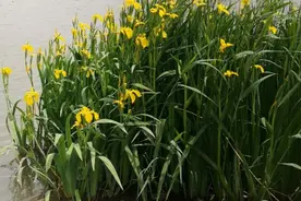 常见的鸢尾科，鸢尾属植物：黄昌蒲.马兰花.德国鸢尾.鸢尾。图片