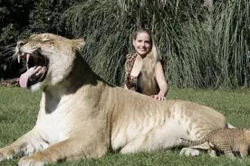 狮子和老虎杂交而来的狮虎兽也能生宝宝了，说好的生殖隔离呢？图片