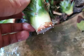 种植的菠萝凤梨要多久能挂果？你想知道的所有种植技术都在这里图片