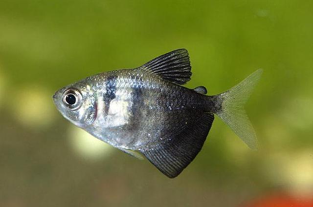 家养小鱼缸适合养哪些观赏鱼,腿哥强烈推荐六种适合小型鱼缸养的鱼,一