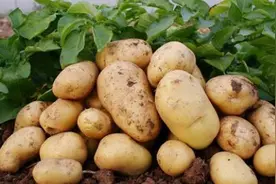 保存土豆有妙招，教你3个方法，储存时间长不发芽不发绿图片