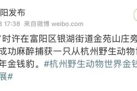 还有一只暂未捕获，专家教你野外遇到金钱豹如何全身而退图片