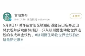 还有一只暂未捕获，专家教你野外遇到金钱豹如何全身而退图片