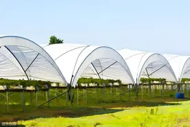 大棚黄秋葵一鲜食蚕豆一莊豆一芹菜高效栽培模式图片