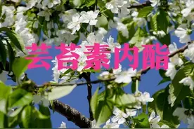 种植户注意了，有这四类特征的芸苔素都是假货，请不要购买图片