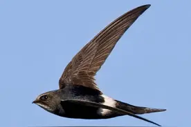 雨燕连交配和睡觉都不落地？一生飞行路程和地球到月球距离差不多图片