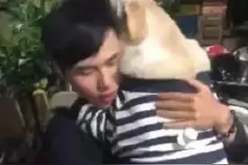 80多斤的拉布拉猪，求抱着亲亲，网友：心疼主人图片