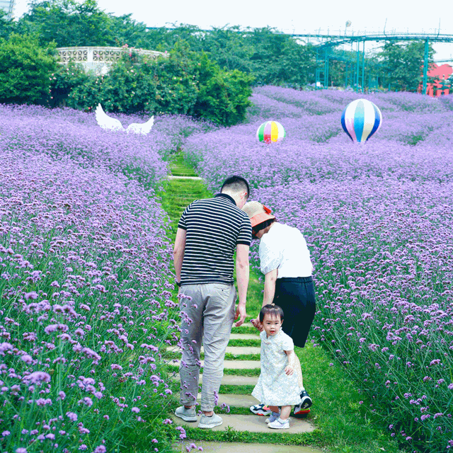 中秋耍新都:成都"圣托里尼",网红粉黛,百亩百合花海等你来