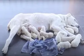 稀有牧羊犬一窝生17只小狗！主人一家出动，18个小时才接生完图片