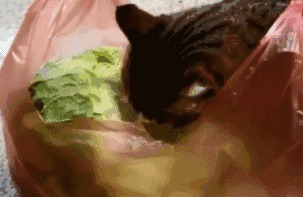 想要自制猫饭，这些营养基础须知道！