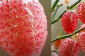 超诱人，10种你从未听说过的水果图片