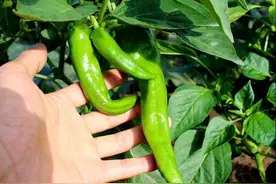 用个破油桶，阳台种辣椒，一棵结8斤，沉得压弯枝图片
