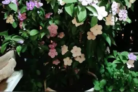 阳台养花，养棵“双色茉莉”，三季有花看，赏花又闻香，还很好养图片