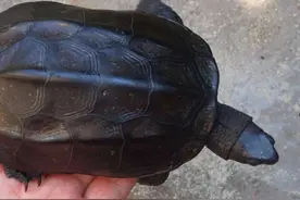 新手入龟坑，随便聊聊图片