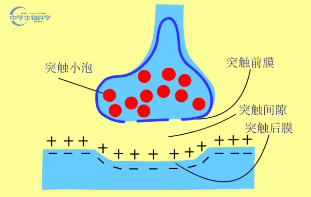 中学生物精美GIF动图来啦