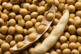 11国暂停对华出口大豆？中国已有新对策：今年将进口9248万吨！图片