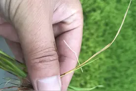 好秧苗收好稻，如何才能让秧苗健康成长，管理注意事项有哪些？图片