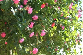 美！大连这22条赏花路街正在“绽放”图片