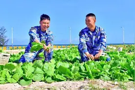 西沙海滩蔬菜种植首获成功，半亩地收获1500多斤各种蔬菜视频封面