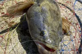 再涨！笋壳鱼最高卖55元/斤，“黄金周”或销量暴增图片