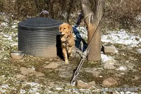 6岁金毛被拴在屋外四年，吃馊饭没自由，主人不想养，卖了800块钱图片