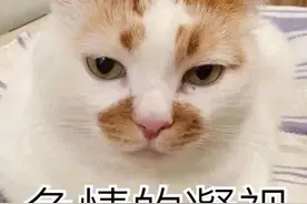 可爱猫猫表情包（七）要抱抱？去买条狗吧（楼楼专辑）图片