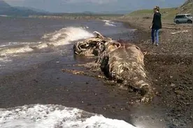 阿拉斯加湾出现的神秘物种，《方舟生存进化》证实它从没有灭绝图片