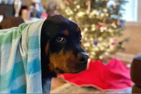 82岁婆婆只爱拉布拉多，但跟“猛犬”住了一段时间，立刻沦陷图片