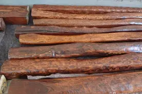 农村俗语：家有三木，胜过财宝一箱，哪三种木头？很值钱吗？图片