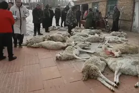 现实版狼来了！内蒙古赤峰一农户家26只羊被野狼咬死图片