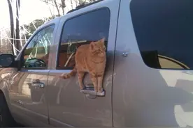 当猫违反物理定理，像宇航员一样倒立在墙上图片