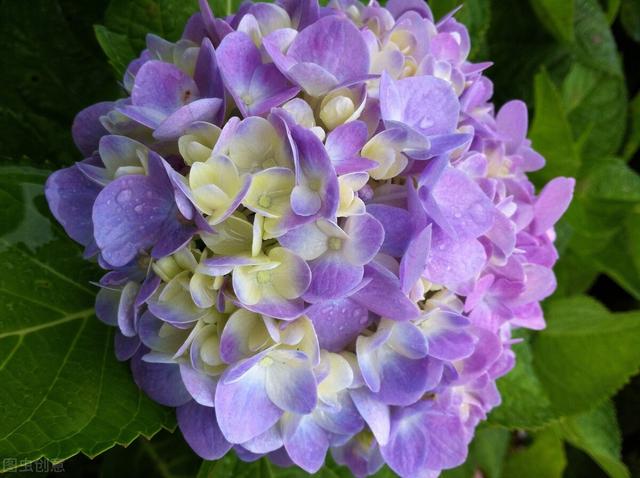 绣球花放在室内有没有毒（绣球虽好）