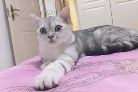 小猫咪只是不会说话，它什么都懂图片