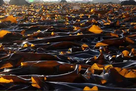 大连海带和山东海带哪个好？图片