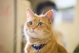 十个橘猫九个胖还有一个特别胖，这部影片里的黄胖子暖炸了图片