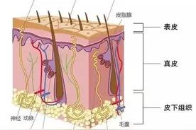 咱来聊聊头皮吧图片