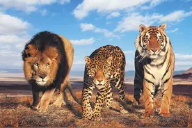 人类为什么只吃食草动物的肉，几乎不吃食肉动物？是不好吃吗？图片