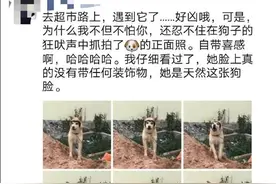 网友去超市遇到“戴着”二哈面具的狗狗：狗战士永远不会摘下面具图片