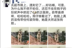网友去超市遇到“戴着”二哈面具的狗狗：狗战士永远不会摘下面具图片