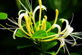 猪场中金银花的妙用，值得农村散养户学习图片