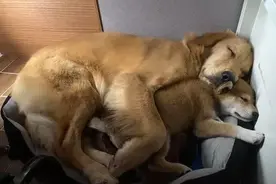 金毛和柴犬初次见面很不愉快还大打出手，没想到几天后……图片