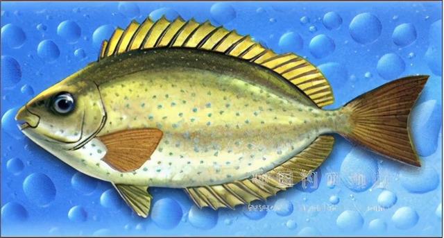 西沙群岛的鱼西沙群岛动物图片