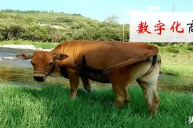 饲料养殖行业发展研究图片