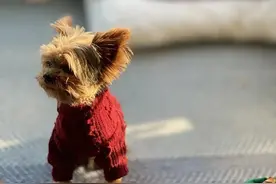 宠物：有一种语言叫陪伴图片