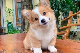 "You are an old dog"不是“你是一只老狗”图片