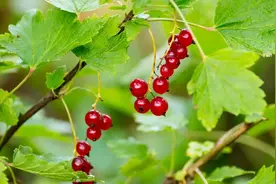 婆婆：我儿子的工资卡还给你，咱不AA了！儿媳：不稀罕，继续A图片