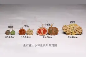 生石花多肉植物种植步骤示意图图片